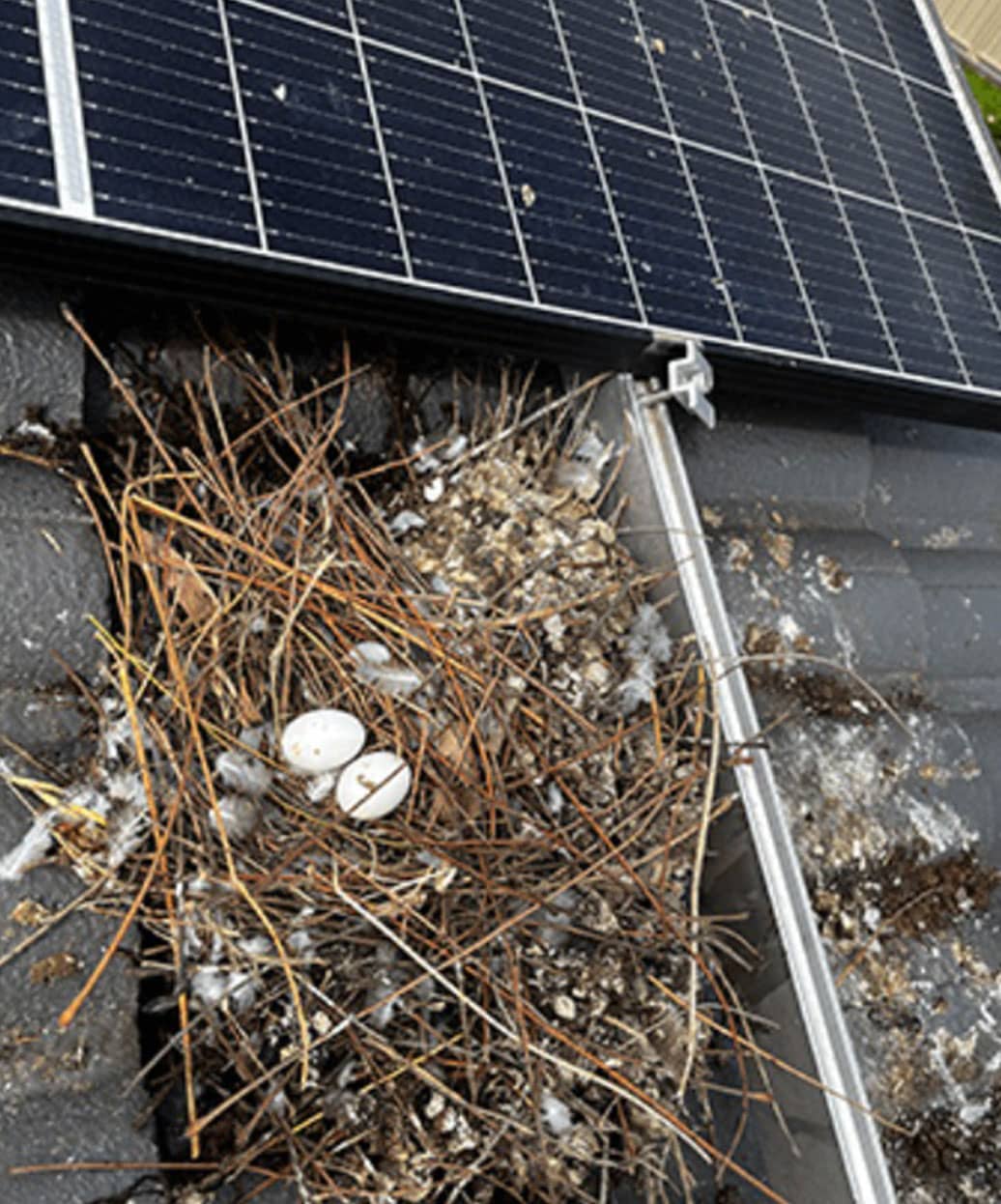 solar panel cleaning