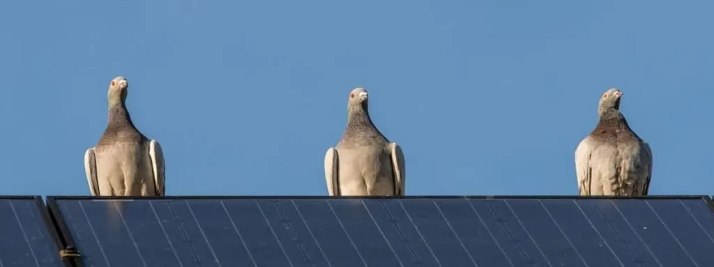 The Importance of Sustainable Bird Protection for Solar Panels in California