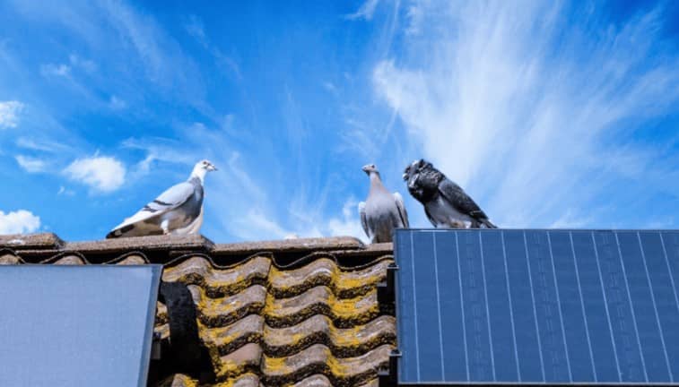Three pigeons perch on a tiled roof covered with patches of moss, next to two solar panels, under a bright blue sky with wispy clouds.