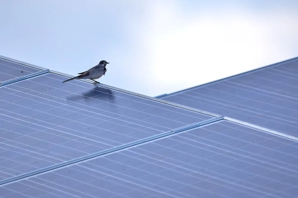 A small bird stands on the surface of a solar panel, with its reflection visible on the shiny panel and a bright sky in the background.