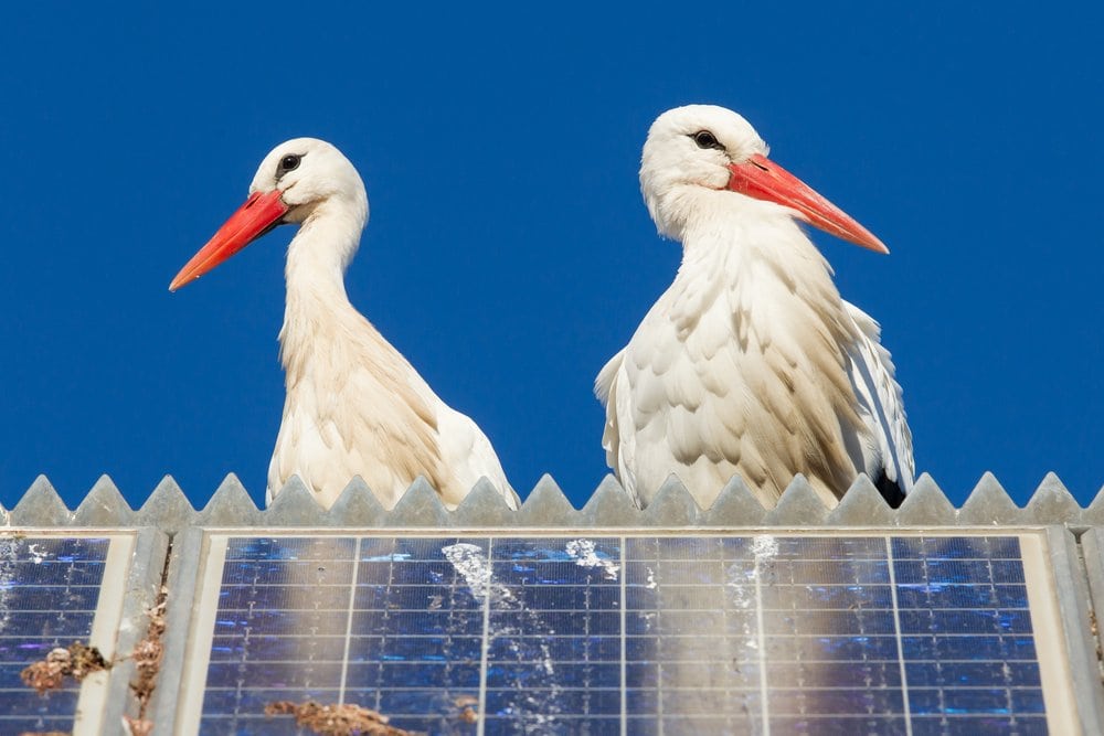 Two white storks with long red beaks stand on a rooftop covered with solar panels, against a clear blue sky.