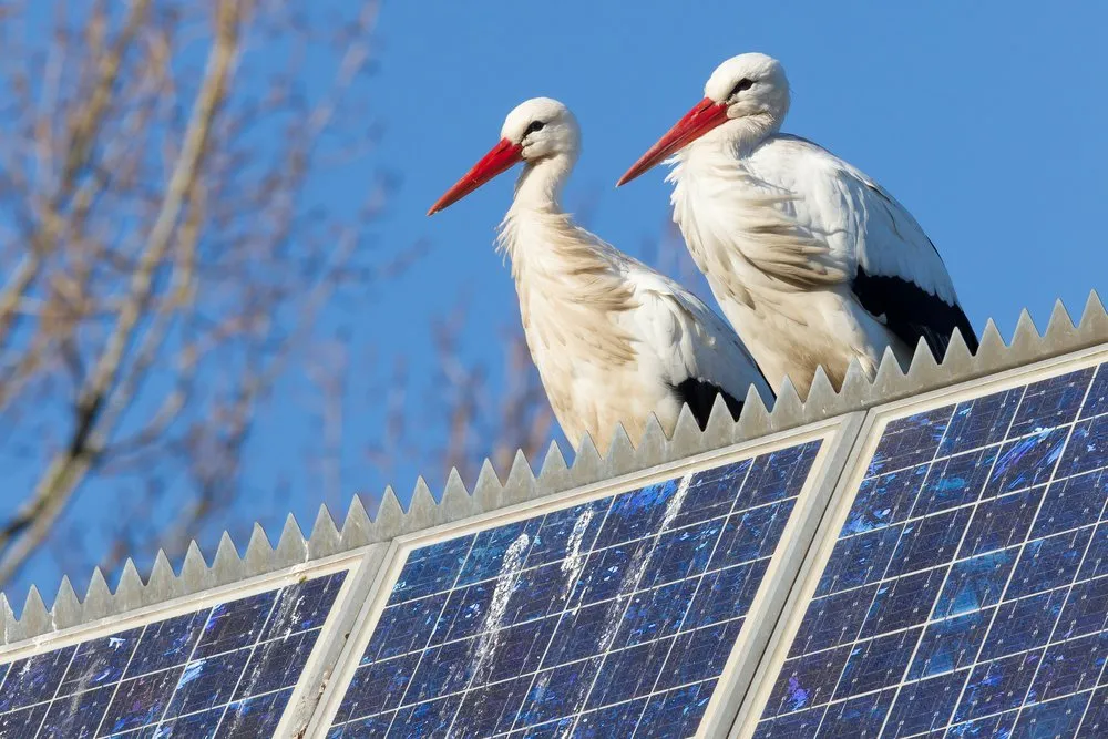 Two white storks with red beaks perch on the edge of a rooftop covered with blue solar panels, against a clear blue sky and blurred tree branches in the background.