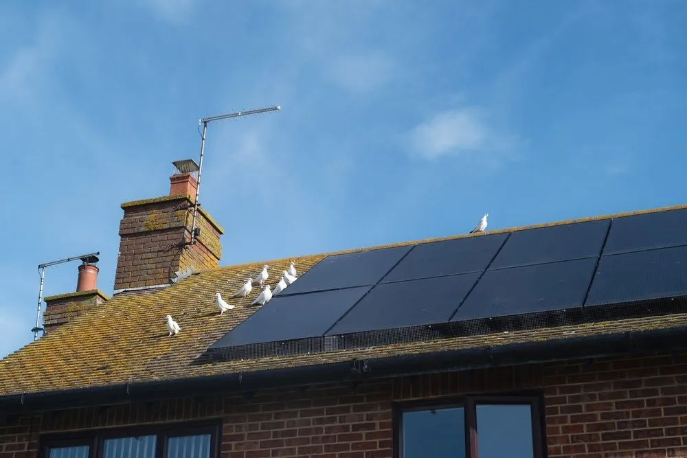 Several white birds are perched on the roof of a house, some sitting on or near black solar panels, with a blue sky in the background. The roof also has a chimney and antennas.