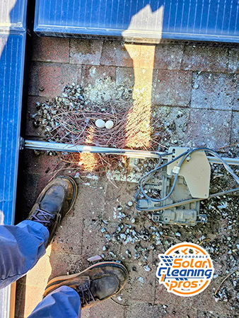 Boots on a roof near solar panels, with bird droppings and a nest containing two eggs. Electronic equipment and a "Solar Cleaning Pros" logo are also visible.