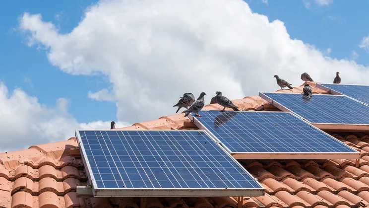 pigeon proofing